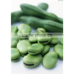 2014 New Broad bean Extract Powder, Broad bean Extract, Broad bean Protein