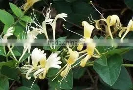 2014 Sells Top Quality & 100% Natural dried honeysuckle flower-natural honeysuckle extraction