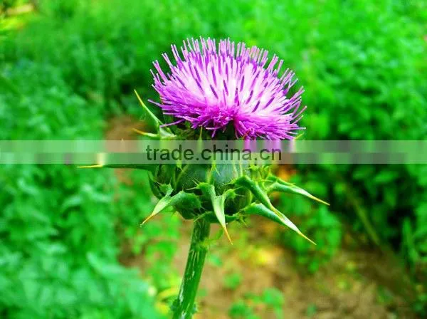 Silybum Marianum Extract