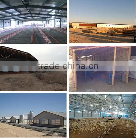 chicken house broiler rearing equipment
