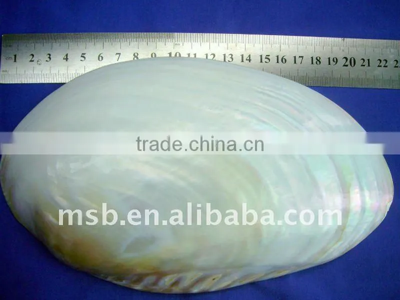 Polished chinese MOP river SHELL without skin