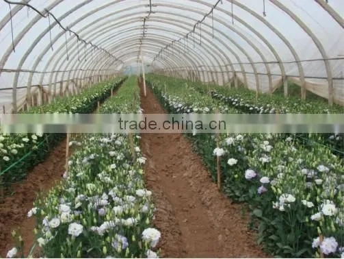 Winter garden flower greenhouse tunnel film