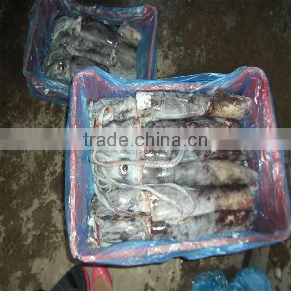 frozen baby squid and fresh seafood sales