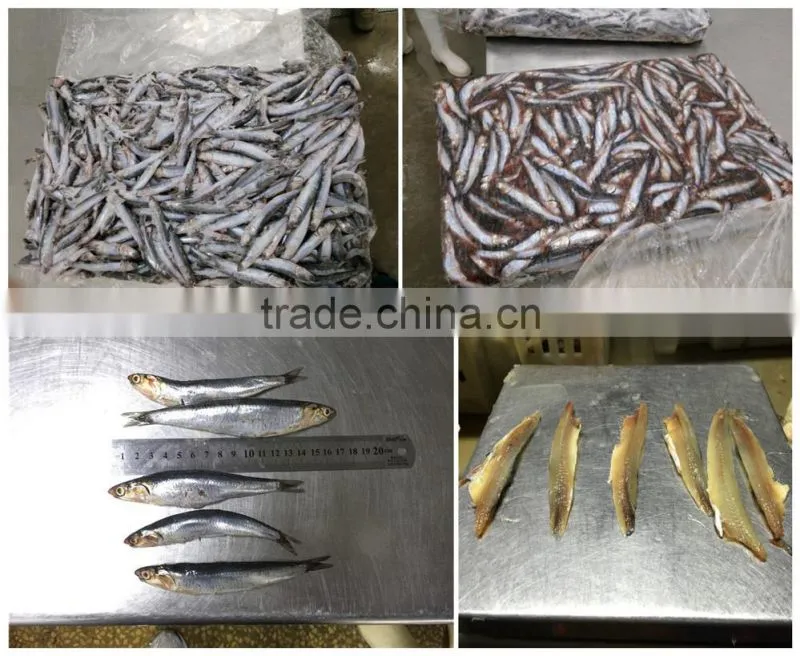 New season Fresh Frozen whole round Anchovy