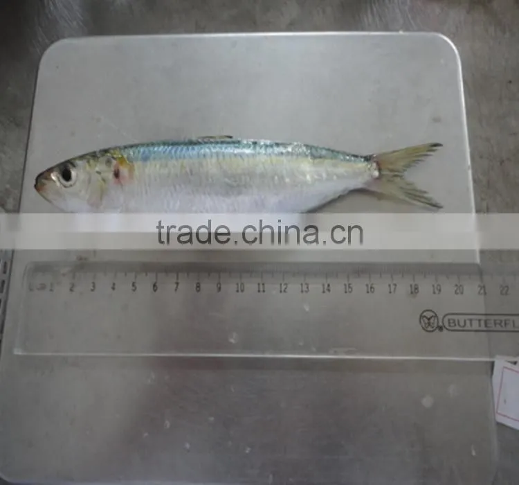 frozen sardine fish