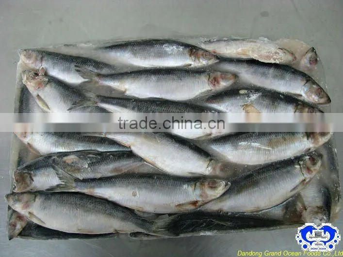 seafood frozen dried herring fillet