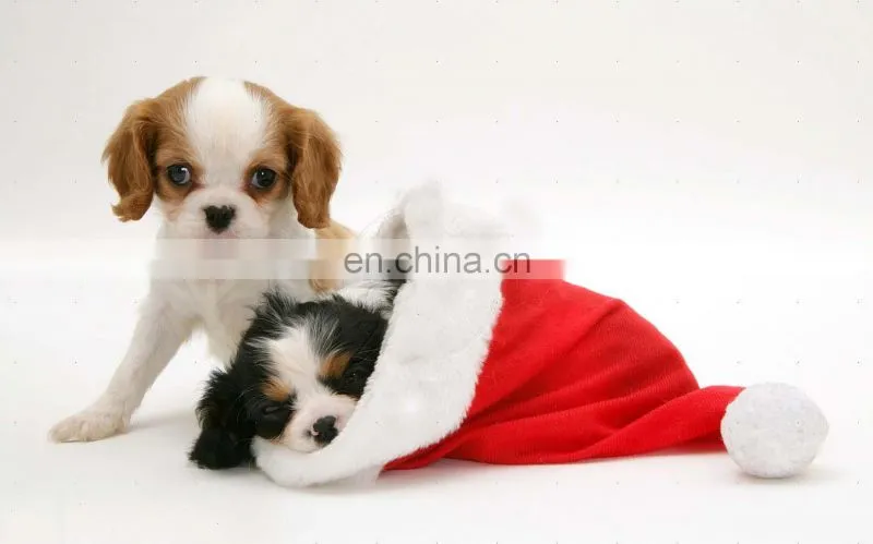 Plush dog in christmas hat velour / velvet Christmas Hat / XMAS hat santa claus hat children and adult