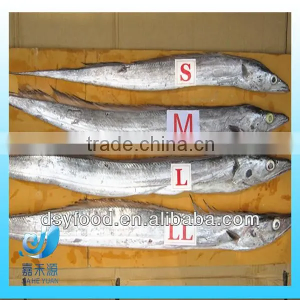 large whole round ribbon fish