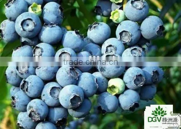 FORZEN BLUEBERRY