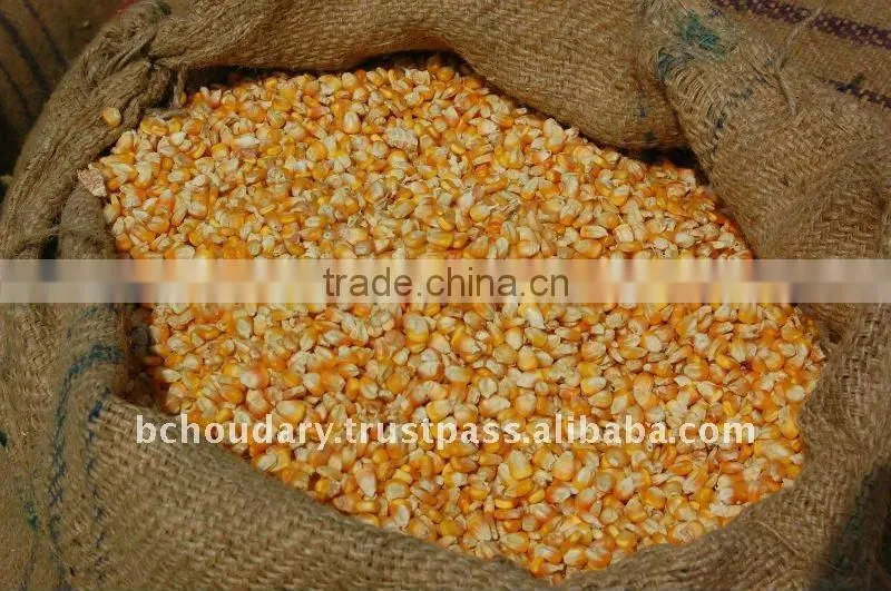 HIGH RICH Quality yellow corn