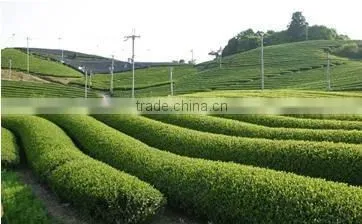 JHigh gradeapanese green tea Uji Matcha Made in Japan Kyoto Uji bulk