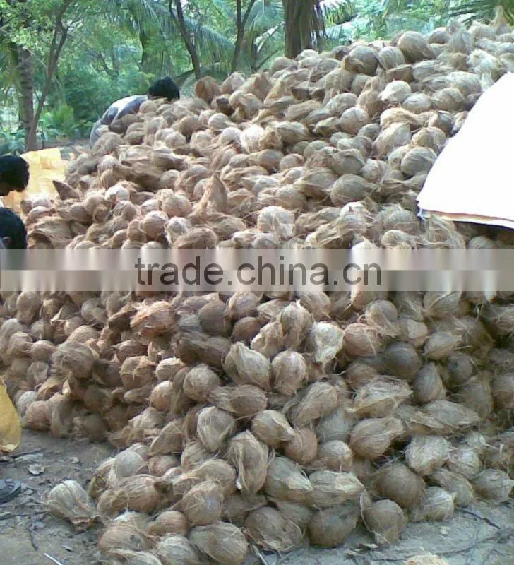 BIG FRESH MATURE COCONUT