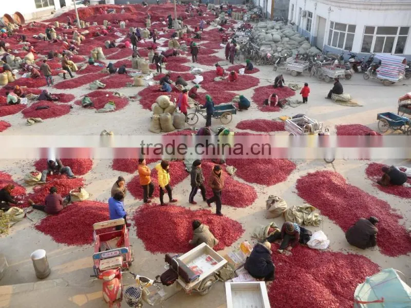 Hot Selling in Austrilia market Bullet Chilli Ring Dried Chilli cutted from China Factory Supplier