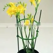 Plant Support