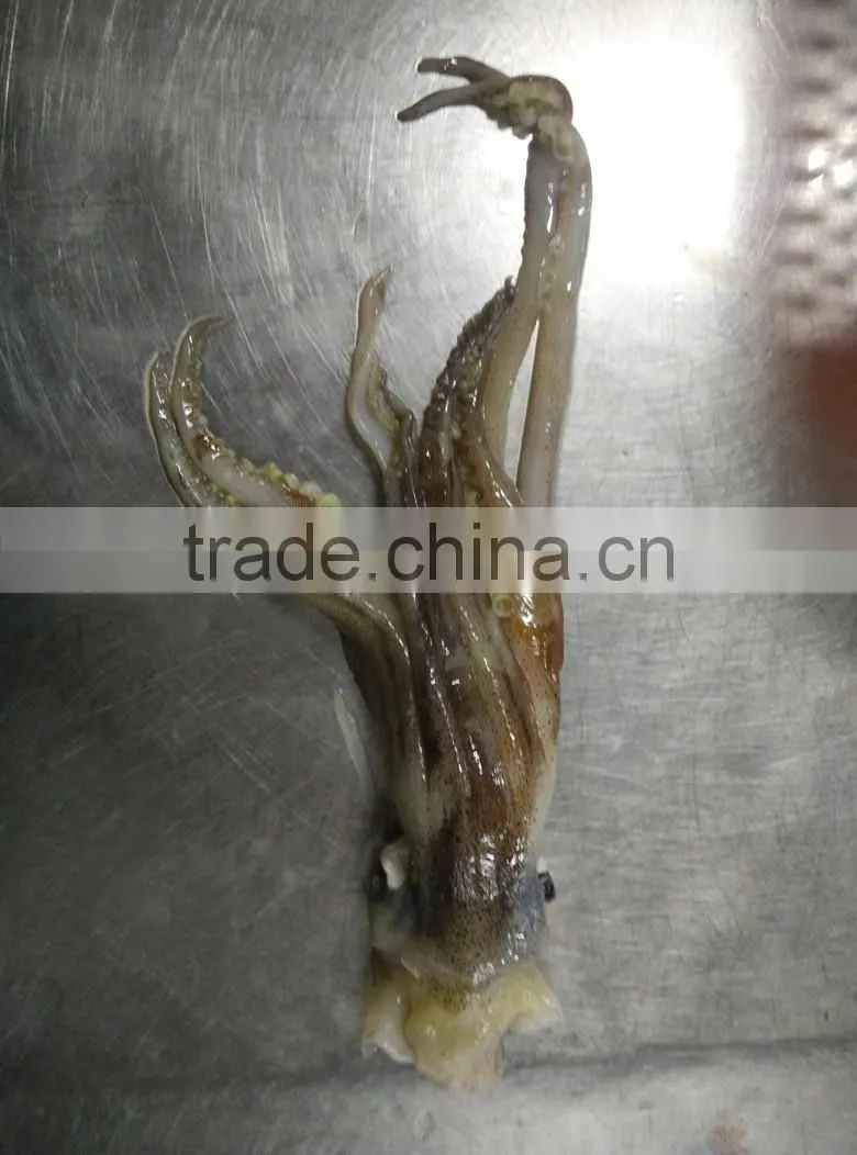 Frozen Squid Head/Tentacles