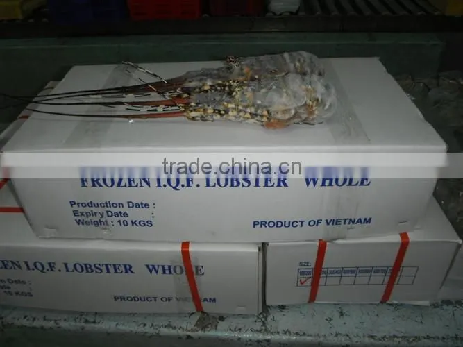Frozen Whole Lobster Vietnam (Panuliru Ornatus)