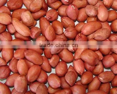 Raw Peanuts in Shell/Groundnuts in Shell for sell