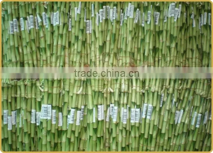 DRACAENA SANDERIANA 10cm-80cm straight lucky bamboo bonsai hot sale in USA market indoor ornamental water aquatic plants