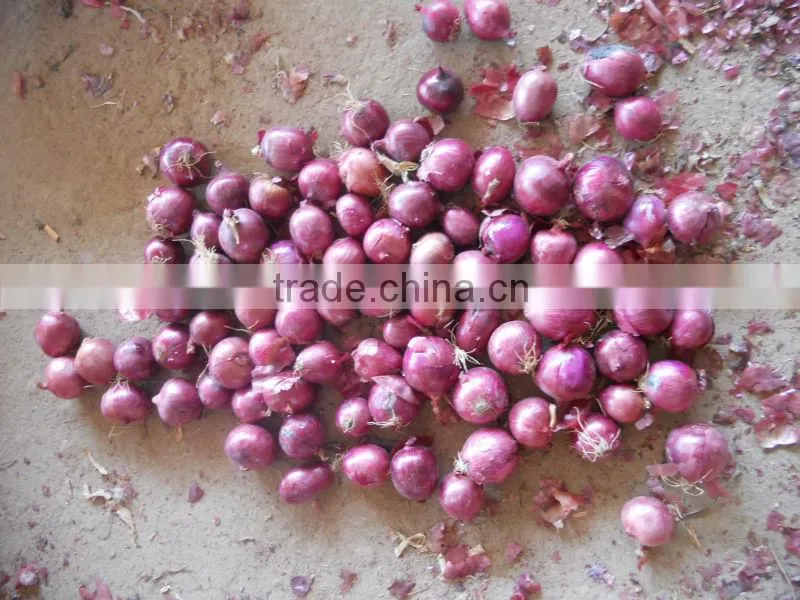fresh onion prices in china