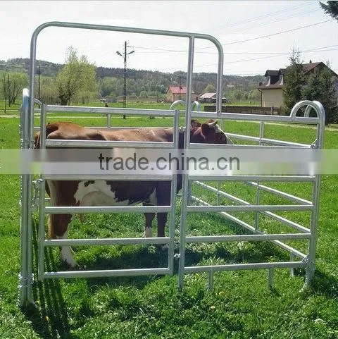 Cattle headlocks