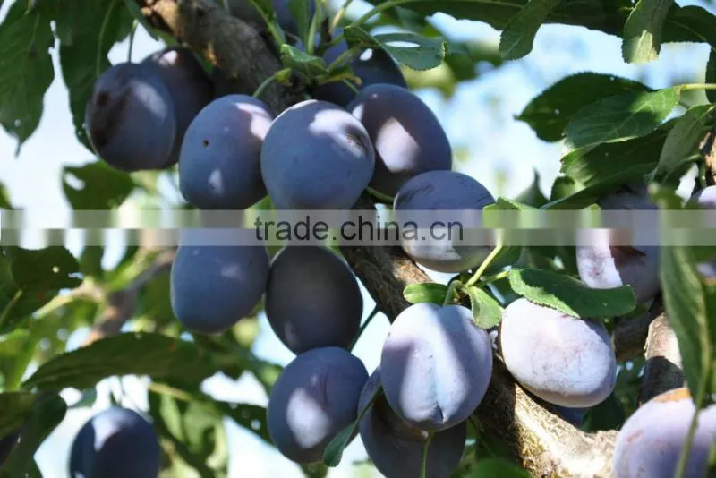 Prunes Multiple layer continuous type mesh belt dryer