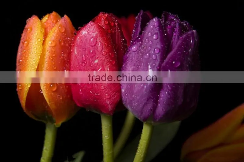 Graduation occasion natural flowers red mini tulip with high quality
