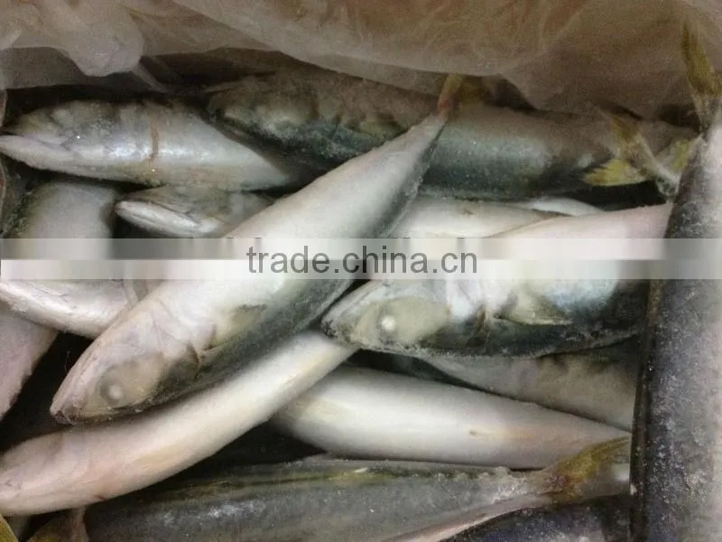 IQF mackerel 6-8pcs/kg