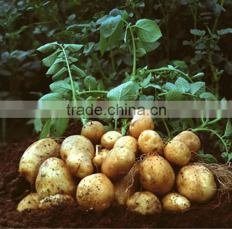 Chinese Holland Potato