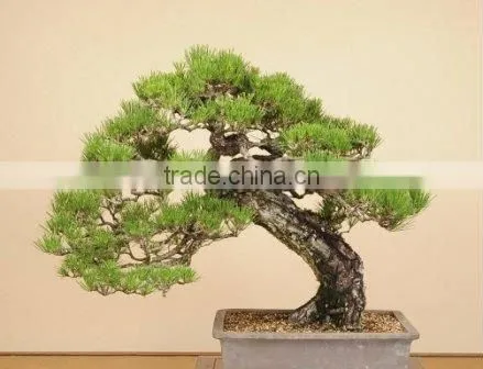 Large Outdoor Bonsai Trees Made in Japan
