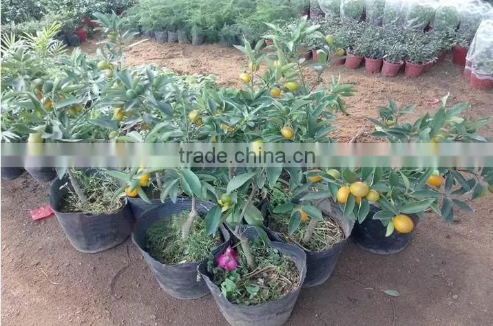 seedless orange tree seedling