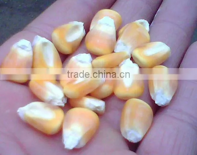 Popular agricultural corn thresher machine/corn sheller machine//008613676951397