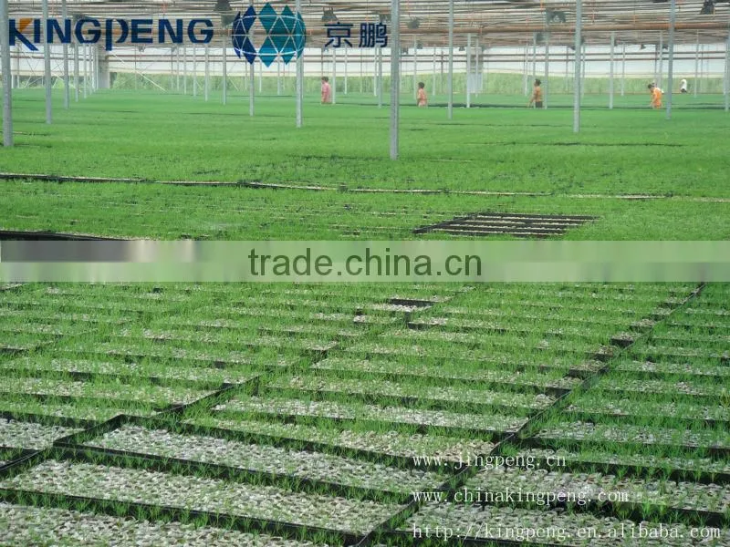 Polythene greenhouse