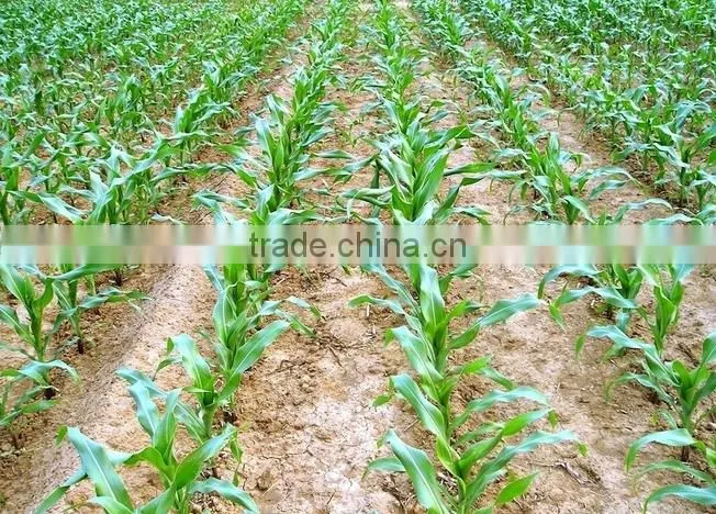 Newest precision stainless steel planter