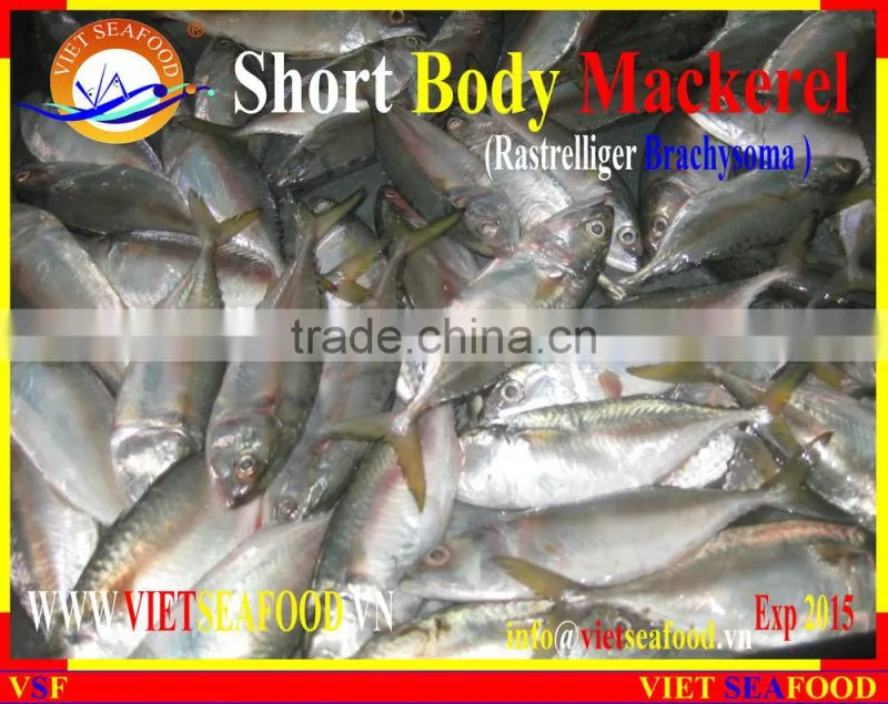 FROZEN SHORT BODY MACKEREL WHOLE ROUND