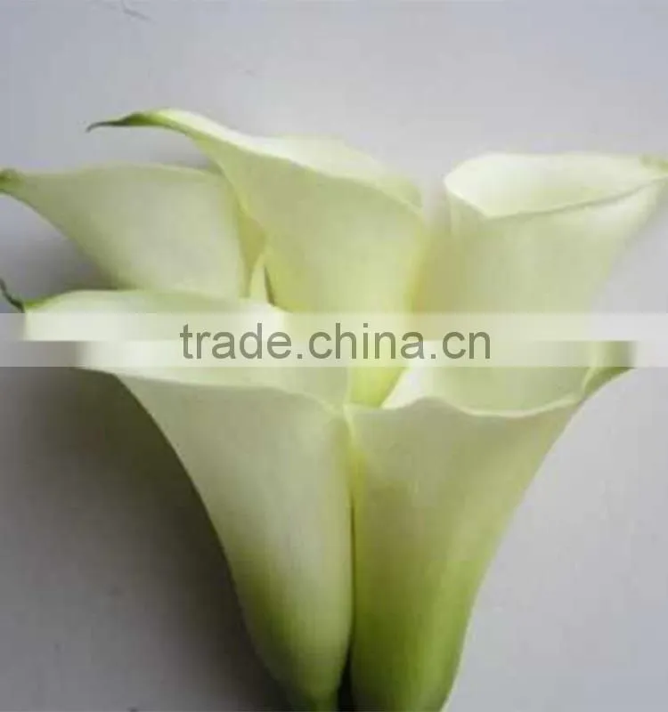 New stylish calla lily flower for decor