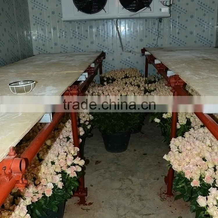 Factory Cheapest eustoma with green