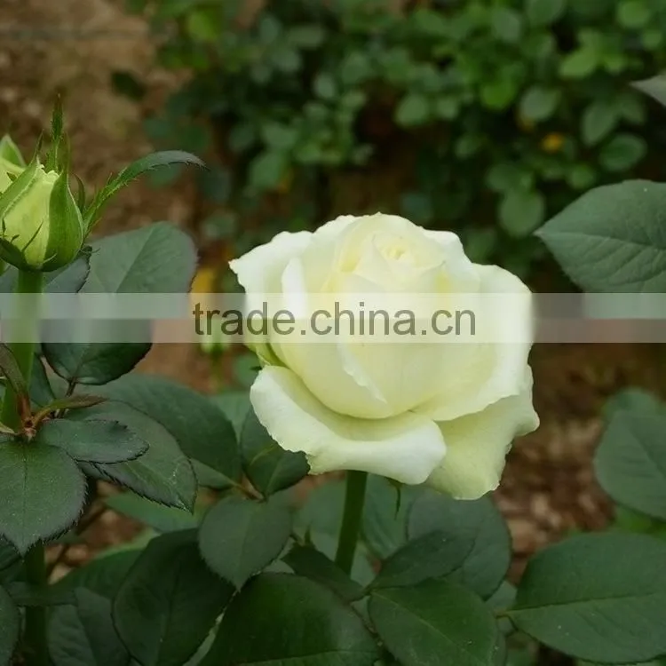 Good quality hot-sale flower yunnan wholesaler violet