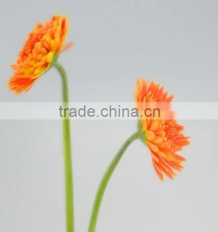 Fresh cut Golden Sun single gerbera from guangdong
