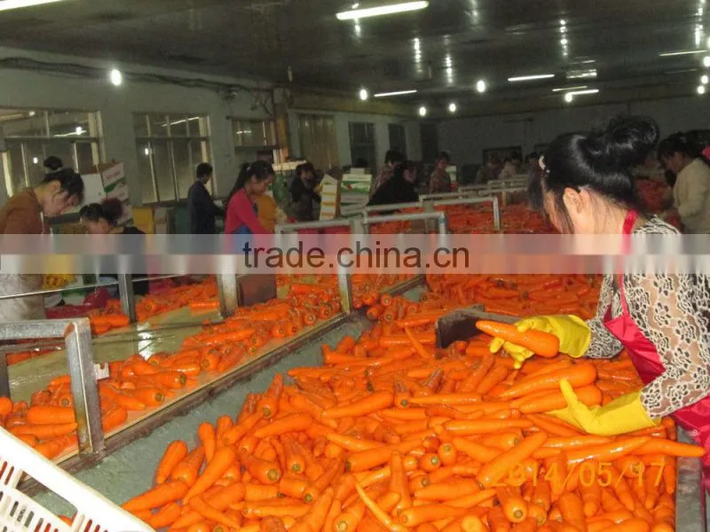 Chinese new crop high quality 80-150g fresh carrot