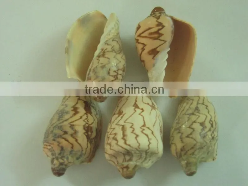 Seashell - Premium product - High quality
