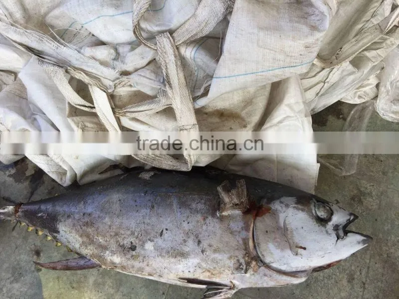 2016 new Product Frozen Tuna Fish Yellowfin