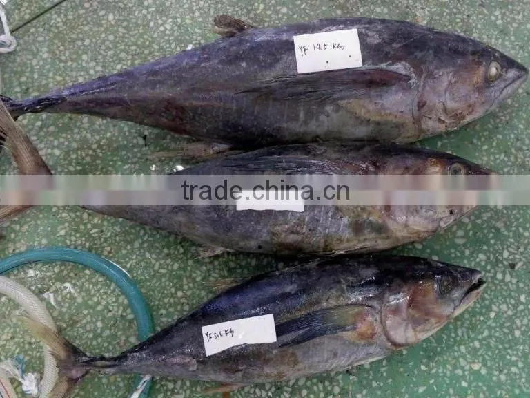 supply new whole round frozen yellowfin tuna 3-10kg up