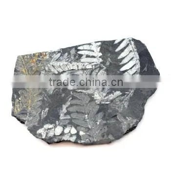 Deluxe Authentic Plant Leaf Fossils Dig Kit