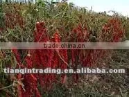 red chilli