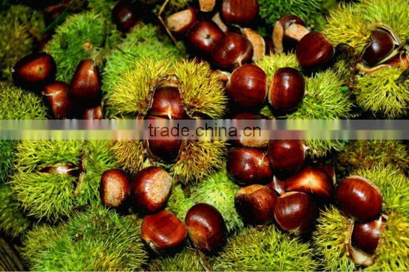 frozen chestnut diced 2014