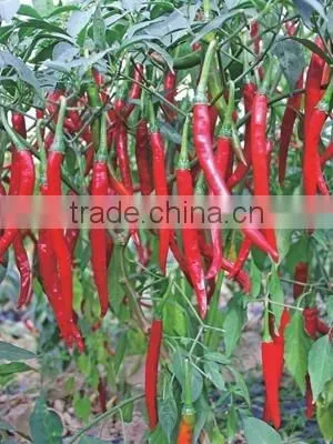 High Yield little cavel Pepper Seeds for planting- Ample Hot Qiubei Chili F1