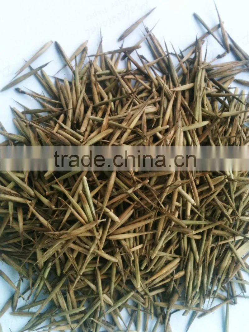 Moso Bamboo Seeds For Cultivation