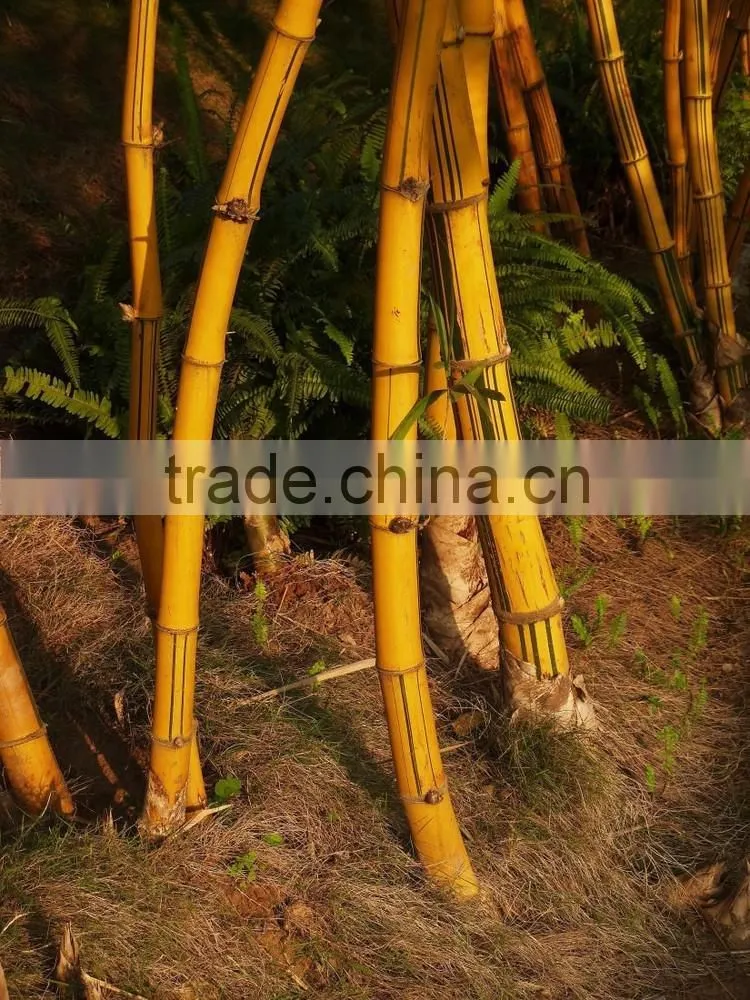 yellow groove bamboo seedling