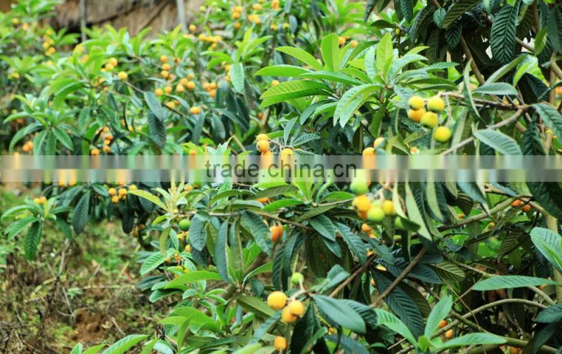20%~98% Anti-inflammatory Ursolic Acid Extract