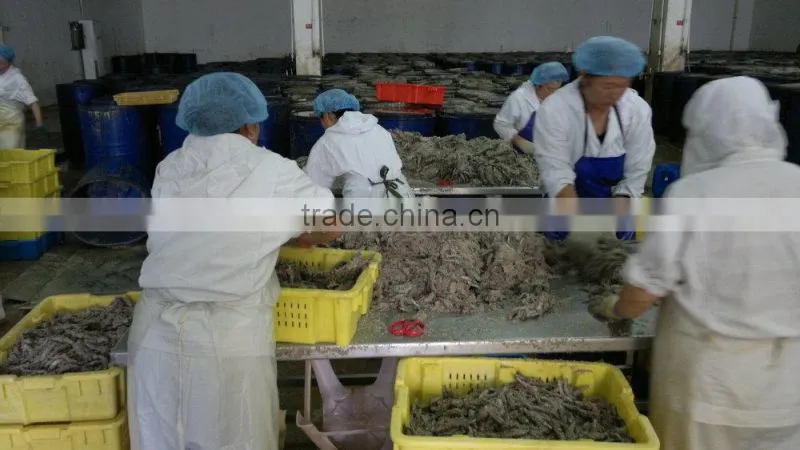 High quality salted anchovy fillet